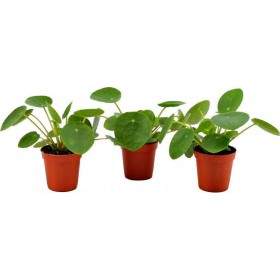 Πιλέα 5.5cm 789