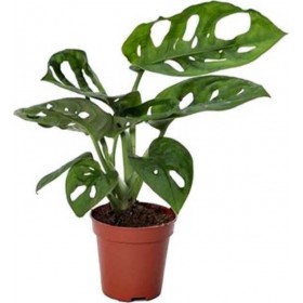 Monstera Monkey Leaf 5.5cm 2259