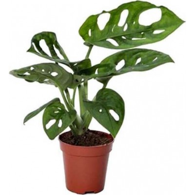 Monstera Monkey Leaf 5.5cm 2259