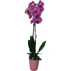 Ορχιδέα Phalaenopsis