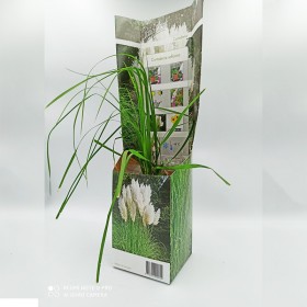 Γυνέριο λευκό σε γλάστρα 34 εκ.