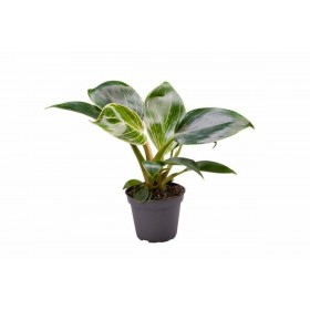 Philodendron 'Birkin' 6cm