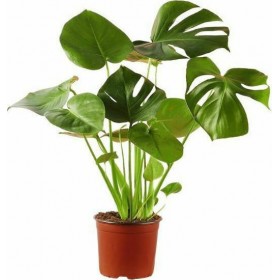 Μονστέρα, εξωτικό φυτό εσωτερικού χώρου Υ:60cm, Ø18cm