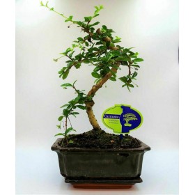 Αυθεντικό Μπονσαι εσωτερικού χώρου CARMONA 1 Δενδράκι 25 εκ.