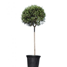 Ελιά μπάλα 60-εκατοστά