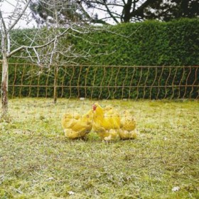 Δίχτυ Ηλεκτρικής Περίφραξης Πτηνών Δίχτυ Ηλεκτρικής Περίφραξης Πτηνών