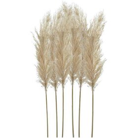 Inart Τεχνητό Φυτό Pampas grass Μπεζ 70cm 6τμχΚωδικός: 3-85-909-0014  Inart Τεχνητό Φυτό Pampas grass Μπεζ 70cm 6τμχΚωδικός: 3-85-909-0014