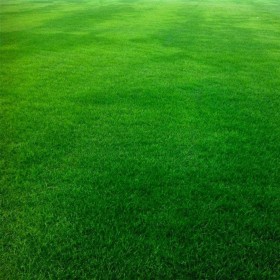 Σπόρος Γκαζόν Φεστούκα Arundinacea Mix 12456 0.5kg