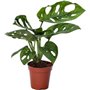 Monstera Monkey Leaf 5.5cm 2259