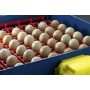 Borotto Real 49 Εκκολαπτική Μηχανή 49 αυγών