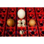 Borotto Real 49 Εκκολαπτική Μηχανή 49 αυγών