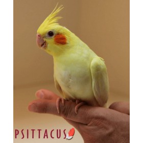 GloboStar Ψεύτικη Κάμερα Παρακολούθησης Τύπου Dome Μαύρη 3W 300lm 6000K με Φωτοκύτταρο και Αισθητήρα Κίνησης 79001