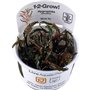 Tropica Hygrophila Pinnatifida 1-2 Grow