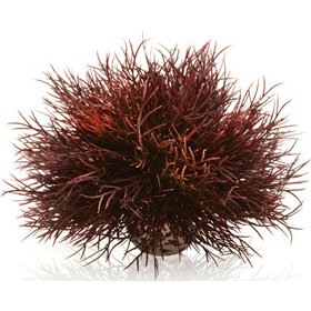 Oase biOrb Sea Lily Crimson Πλαστικά Φυτά Ενυδρείου Oase biOrb Sea Lily Crimson Πλαστικά Φυτά Ενυδρείου