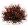 Oase biOrb Sea Lily Crimson Πλαστικά Φυτά Ενυδρείου