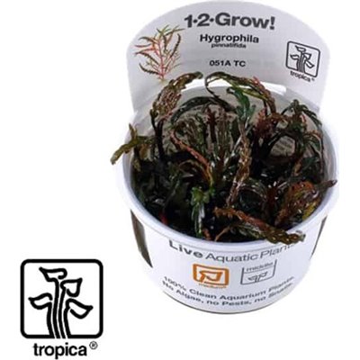 Tropica Hygrophila Pinnatifida 1-2 Grow