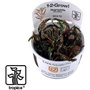 Tropica Hygrophila Pinnatifida 1-2 Grow