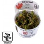 Tropica Rotala Macrandra 1-2 Grow