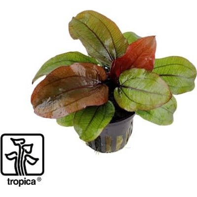 Tropica Potted Echinodorus Reni