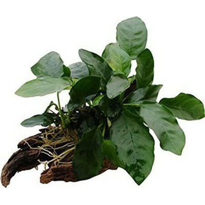 Anubias Nana On Root P/W