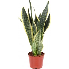 Σανσιβέρια Φ16x70cm ΑΝΘ002