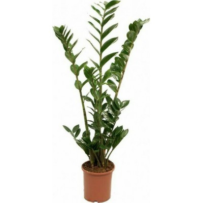 Zάμια Zamioculcas Zamiifolia Φ10x70cm ΑΝΘ001