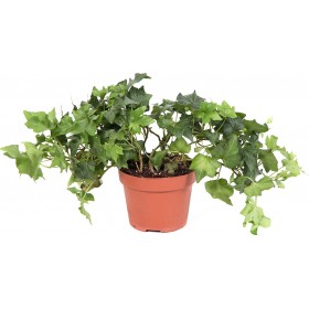 Airplants Κισσός - Hedera helix 000339 Airplants Κισσός - Hedera helix 000339