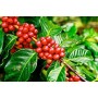 Καφεόδεντρο Coffea Arabica. Φτιάξτε το δικό σας φλιτζάνι καφέ! 1 Δεντράκι 25εκ