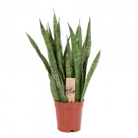 Agrosmart Σανσεβιέρια 50cm ΑΝΘ030