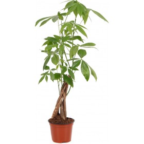 Airplants Παχύρα - Pachira Aquatica HP050