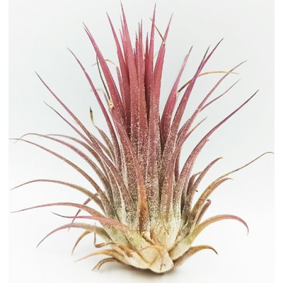 Αερόφυτο Tilandsia Ionantha 1 τεμ