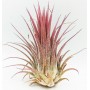 Αερόφυτο Tilandsia Ionantha 1 τεμ