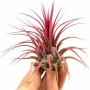 Αερόφυτο Tilandsia Ionantha 1 τεμ