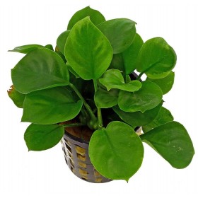 ΖΩΝΤΑΝΑ ΦΥΤΑ ΕΝΥΔΡΕΙΟΥ, ΑΝΟΥΜΠΙΑ Anubias heterophylla [CLONE]