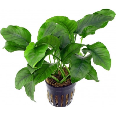 SonGrow Anubias Barteri Φυτό Ενυδρείου