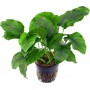 SonGrow Anubias Barteri Φυτό Ενυδρείου