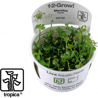 Marsilea hirsuta 1-2 grow