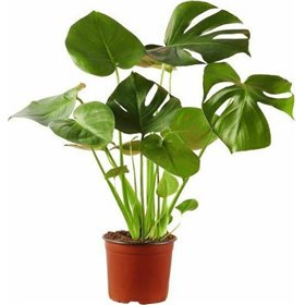 Μονστέρα 80cm , Φ18 ΑΝΘ004