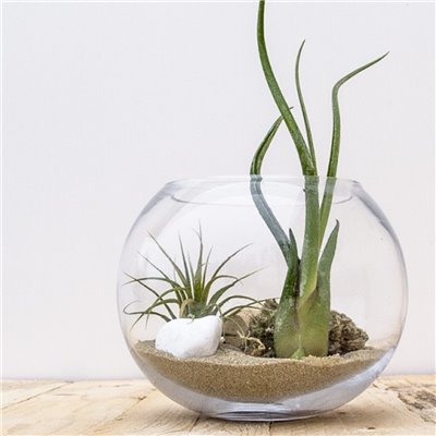 Airplants Terra Dust TF007