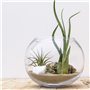 Airplants Terra Dust TF007