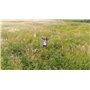DJI Phantom 4 PRO V2.0