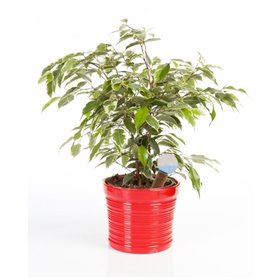 Κεραμικά δοχεία αυτόματου ποτίσματος Σετ 2 τεμαχίων Genius Ideas 013080