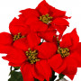 Χριστουγεννιάτικο Διακοσμητικό Γλαστράκι Αλεξανδρινά 50 cm
