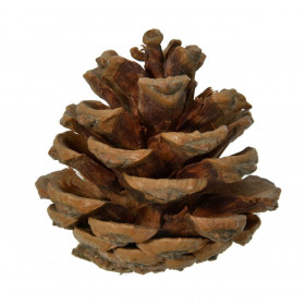 Διακοσμητικά Κουκουνάρια Φυσικό Χρώμα 5 εκ. - 20 τμχ.