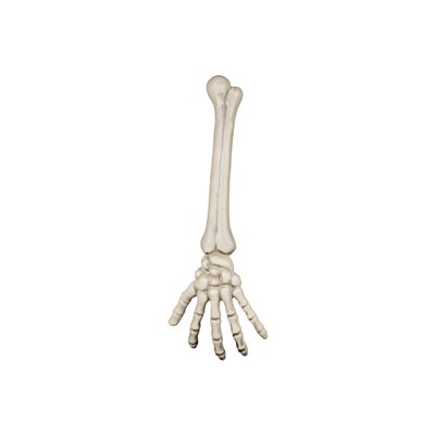 boland Διακοσμητικό Κρεμαστό Σκελετός Χέρι 46 Εκ (2023) 