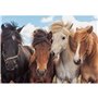 Ravensburger Puzzle 2X24 Pieces Horses 