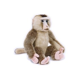 National Geographic Μακάκος Νεμεστρίνος 