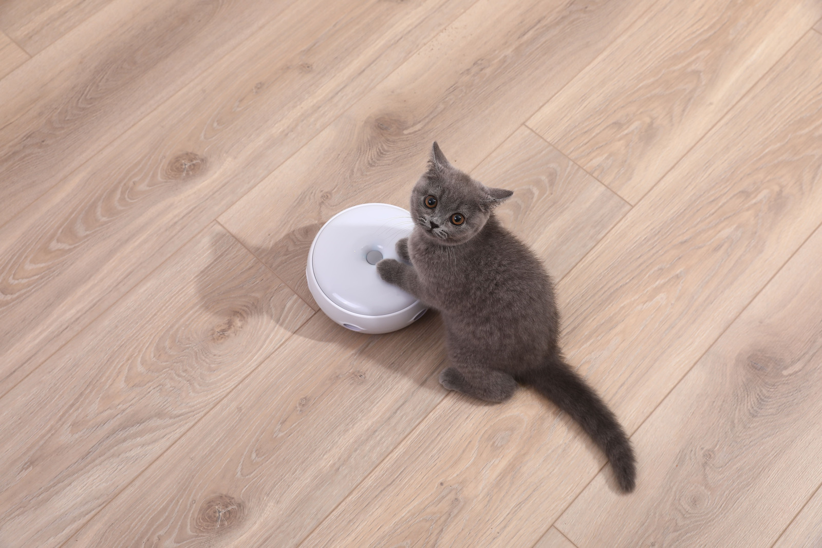 Παιχνίδι Γάτας Διαδραστικός Δίσκος με LED 16cm