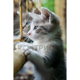 Tm Trio Kittens Πάνελ Υπέρυθρης Θέρμανσης 420W Τοίχου 98x57cm Tm Trio Kittens Πάνελ Υπέρυθρης Θέρμανσης 420W Τοίχου 98x57cm